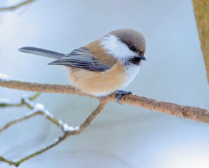 西伯利亚山雀 grey-headed chickadee 是山雀大家族里的一员，它生息于寒冷地带的针叶林地，主要分布于阿拉斯加、斯堪的纳维亚北部、俄罗斯北部至西伯利亚东部，南至阿尔泰山和蒙古北部