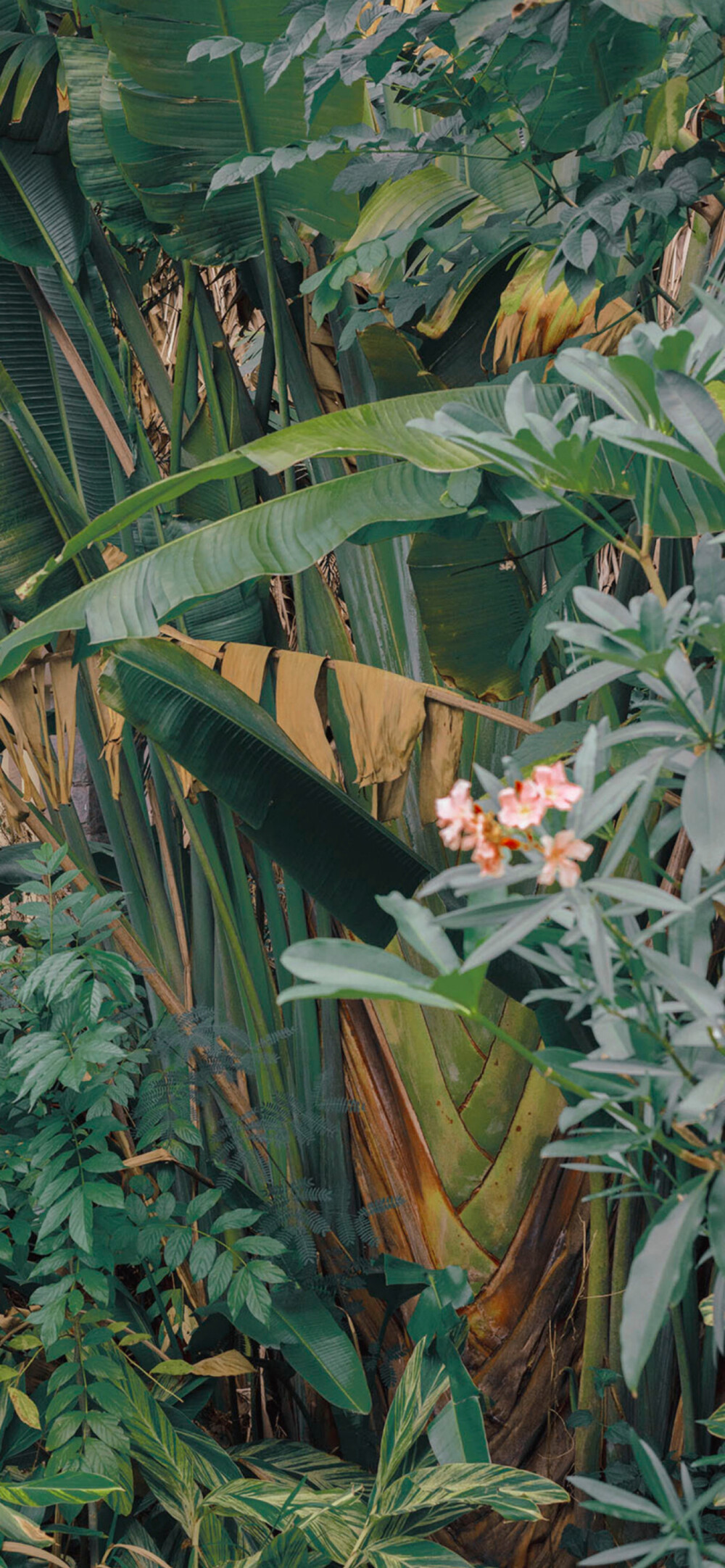 风景壁纸｜花卉｜绿植