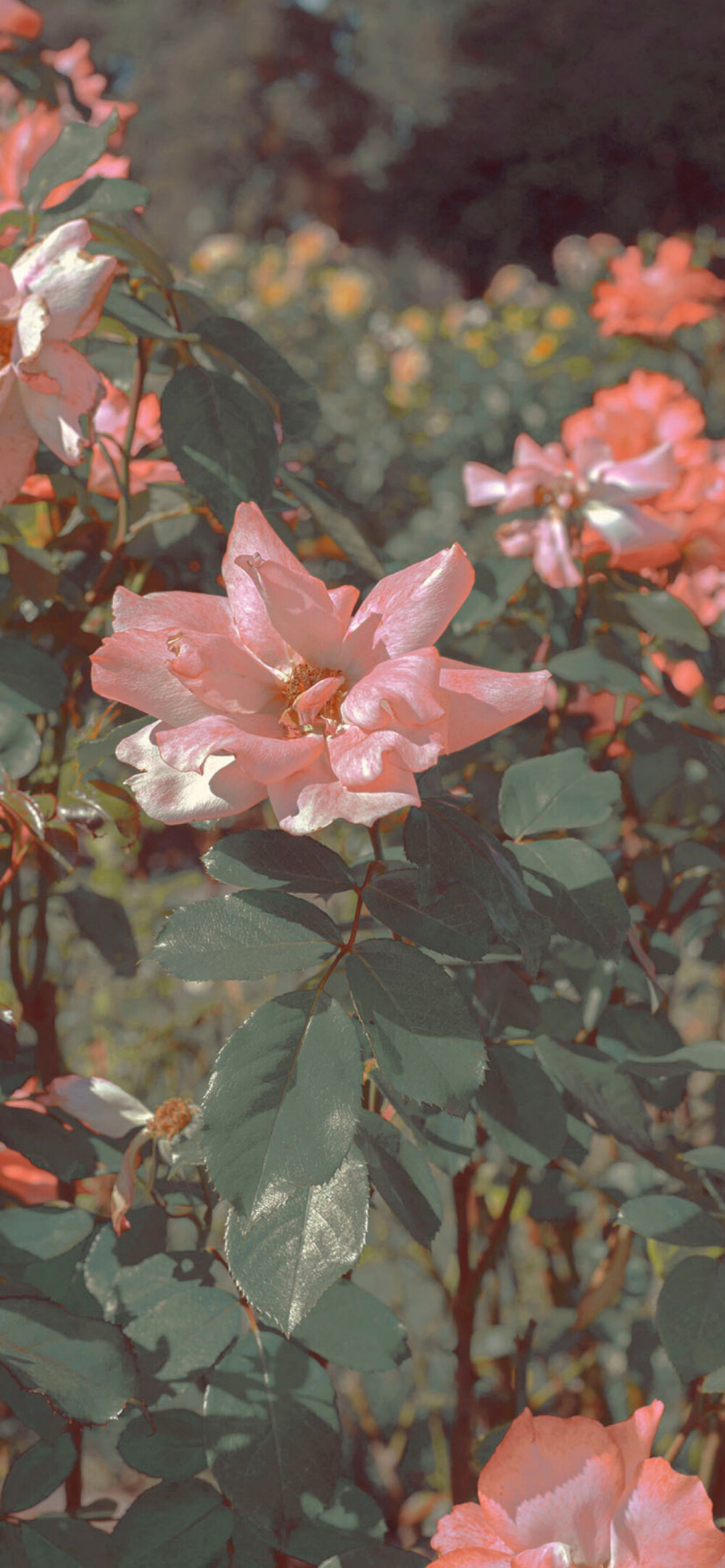 风景壁纸｜花卉｜绿植