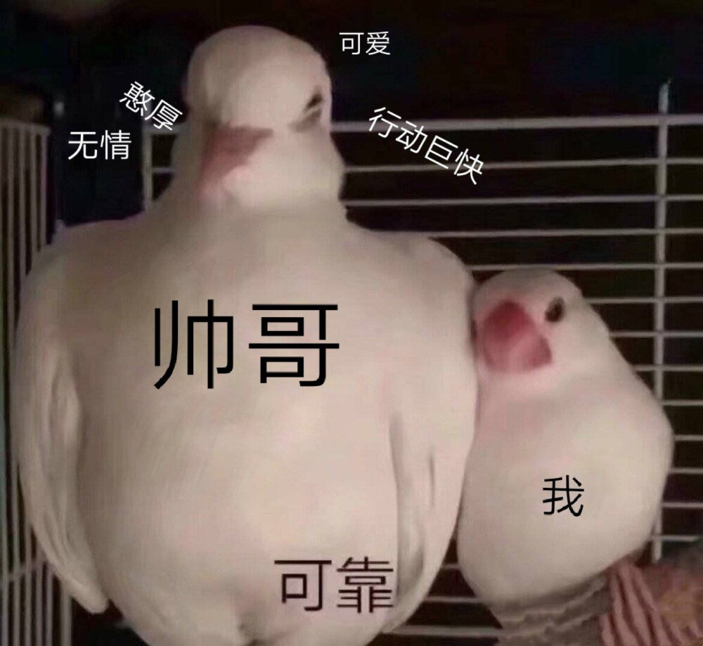 表情包