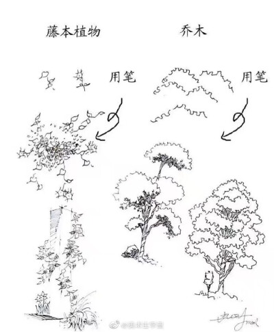 手绘植物