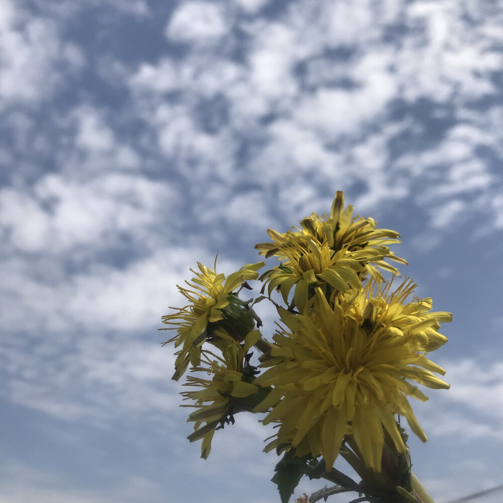 小雪的油菜花