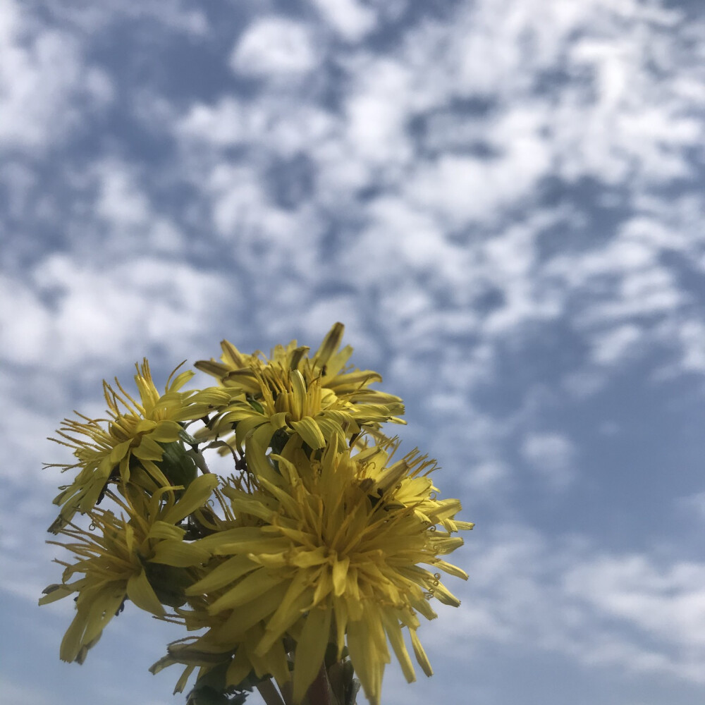 小雪的油菜花