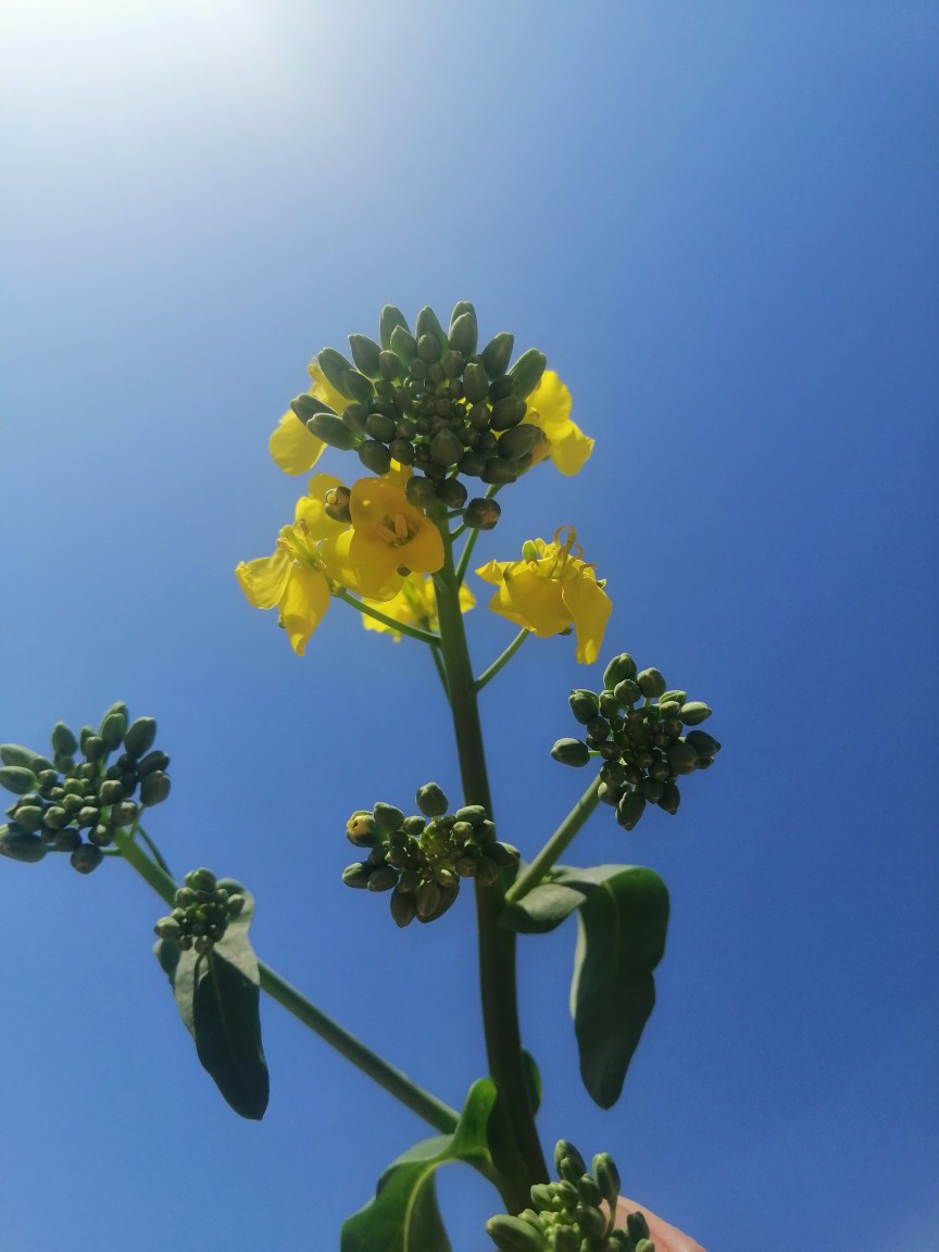 我的油菜花