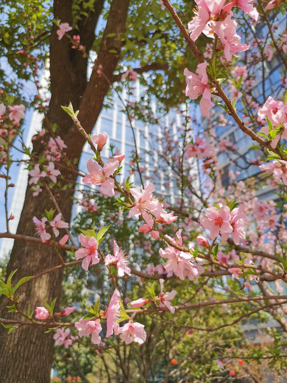 春暖花开，春心萌动，踏青赏花！疫情攻坚战不容乱动，定心养性，小区走走！