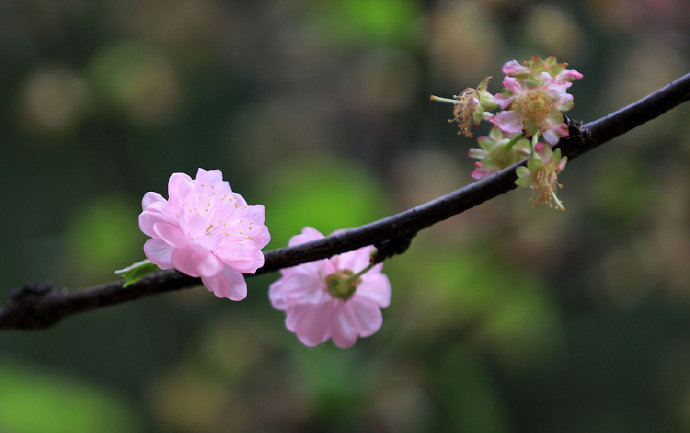 寻春须是阳春早，看花莫待花枝老。#你相册里的春景#