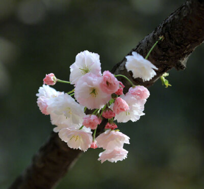 寻春须是阳春早，看花莫待花枝老。#你相册里的春景#