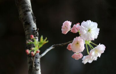 寻春须是阳春早，看花莫待花枝老。#你相册里的春景#