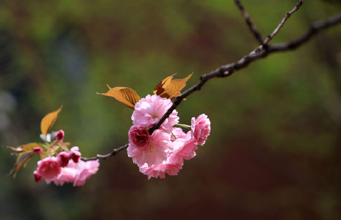 寻春须是阳春早，看花莫待花枝老。#你相册里的春景#