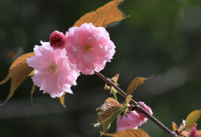 寻春须是阳春早，看花莫待花枝老。#你相册里的春景#