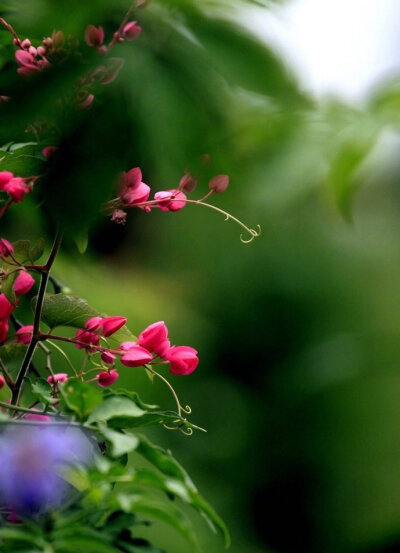 #你相册里的春景# 若无闲事挂心头，便是人间好时节。