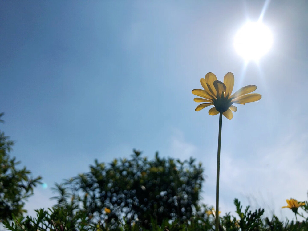 阳光下的花啊～