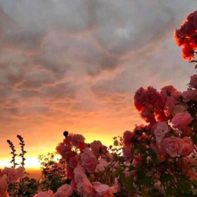 花卉 花朵 花 背景图 壁纸