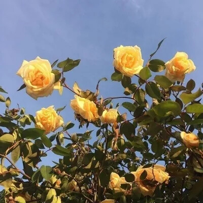 花卉 花朵 花 背景图 壁纸