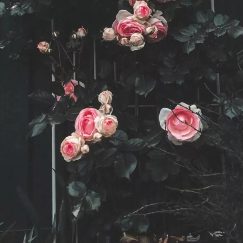 花卉 花朵 花 背景图 壁纸