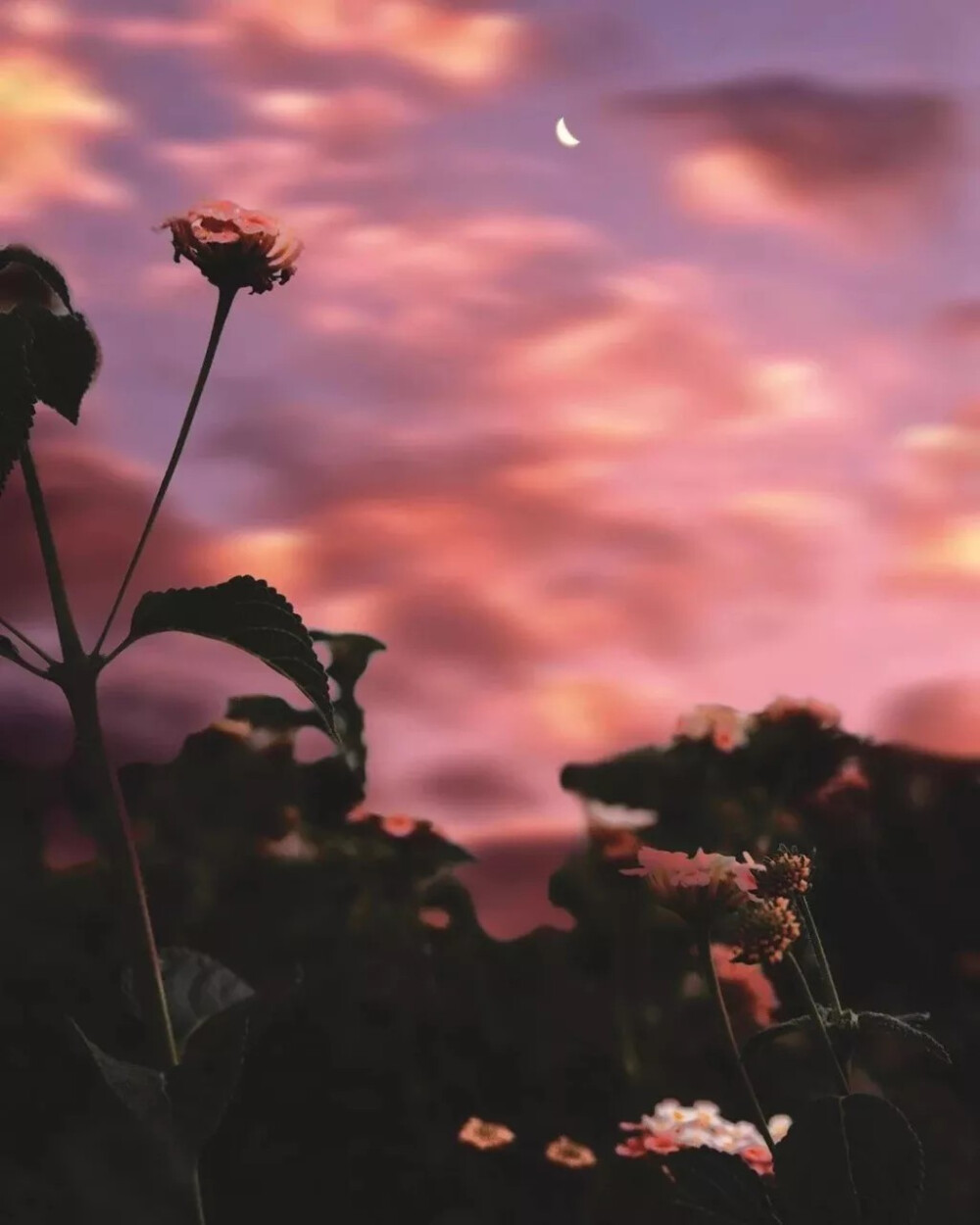 花卉 花朵 花 背景图 壁纸