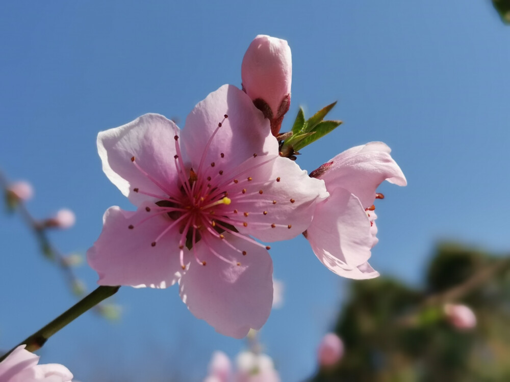 人间桃李