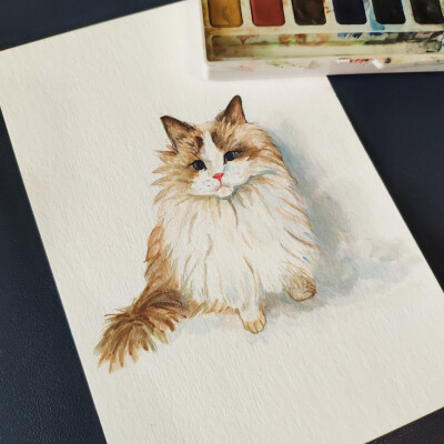水彩布偶猫小可爱一只，好久没有画猫了，手生得很，画画是日常，才能越来越美好。。。
