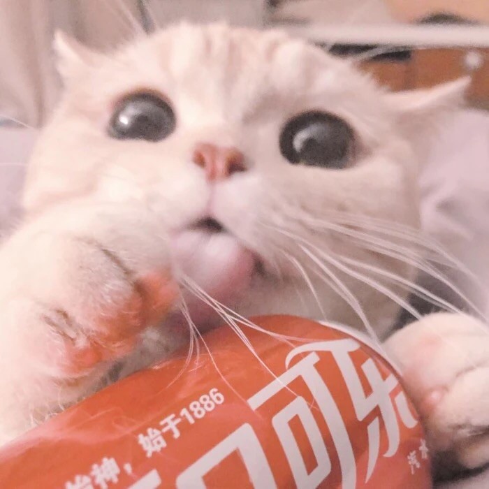 小猫头像