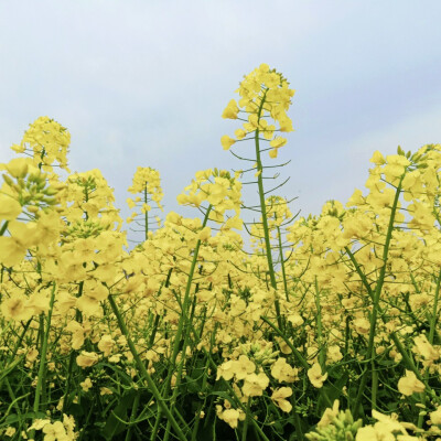 ❤️油菜花