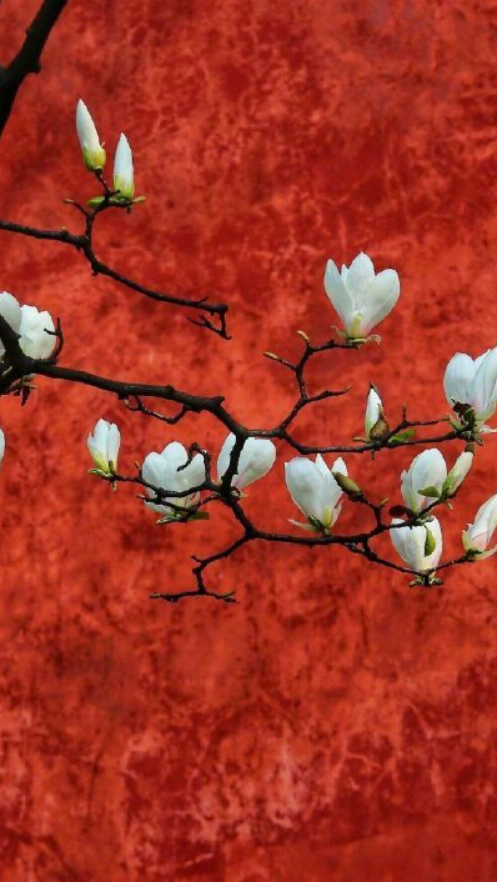 手机壁纸红色系红墙白玉兰