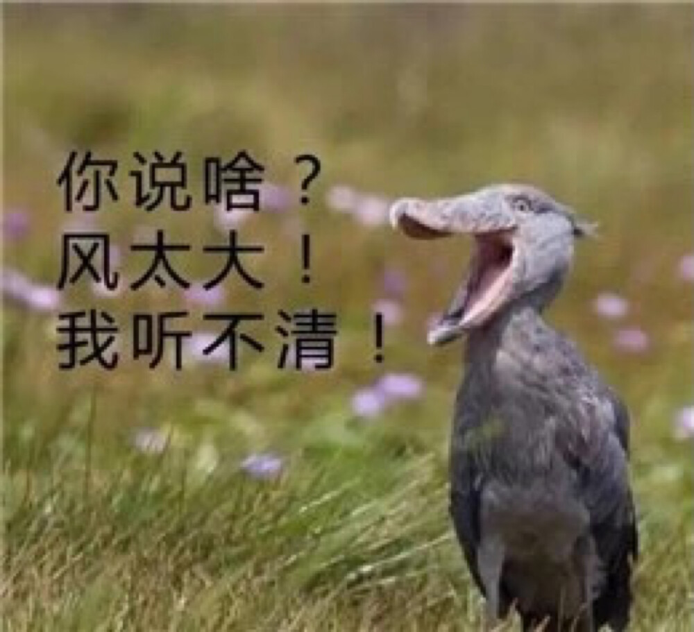 假装正经＃表情包＃＃沙雕＃