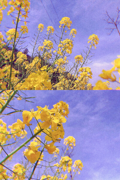 家乡的油菜花
