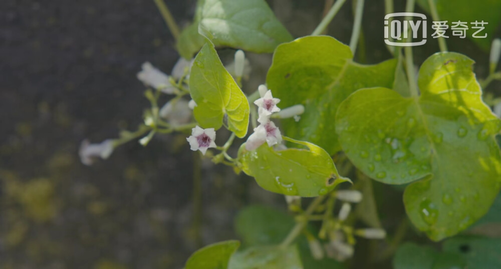 植物图鉴