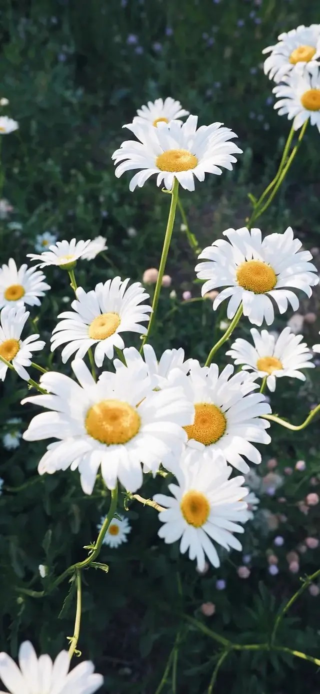 雏菊壁纸—日光向暖—落日夕阳—天空云朵