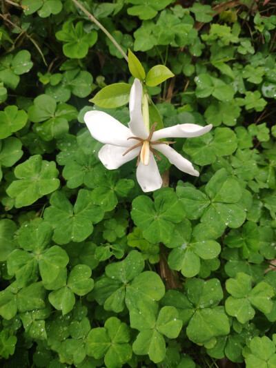 栀子花与酢浆草的幸福生活。