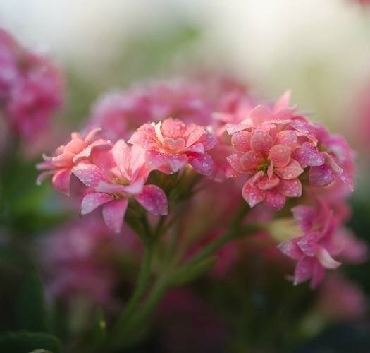 料得天家深有意，教人长寿花前醉。#你相册里的春景#