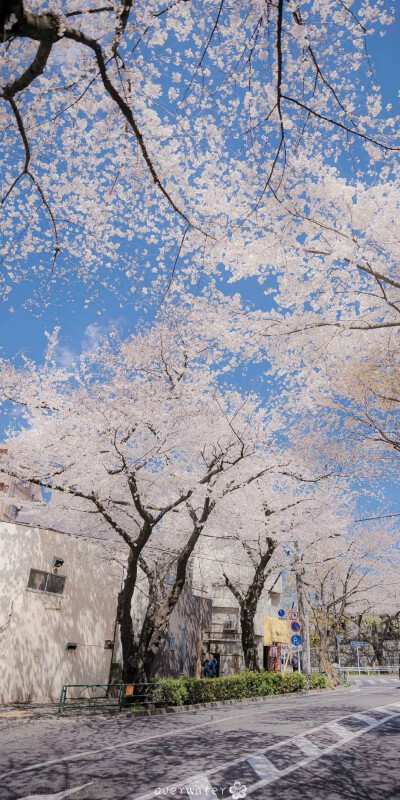 樱花的季节又要到了