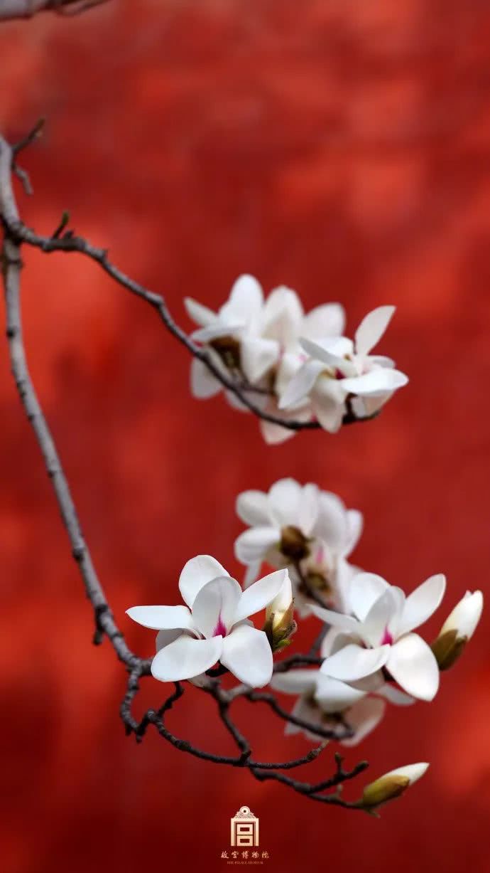 花间故宫，你好，三月