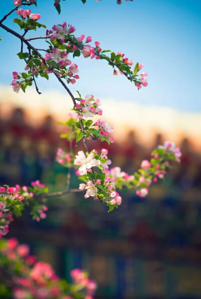 花间故宫，你好，三月