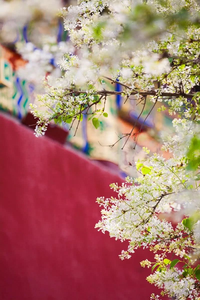 花间故宫，你好，三月