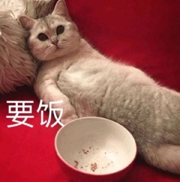 猫猫表情包