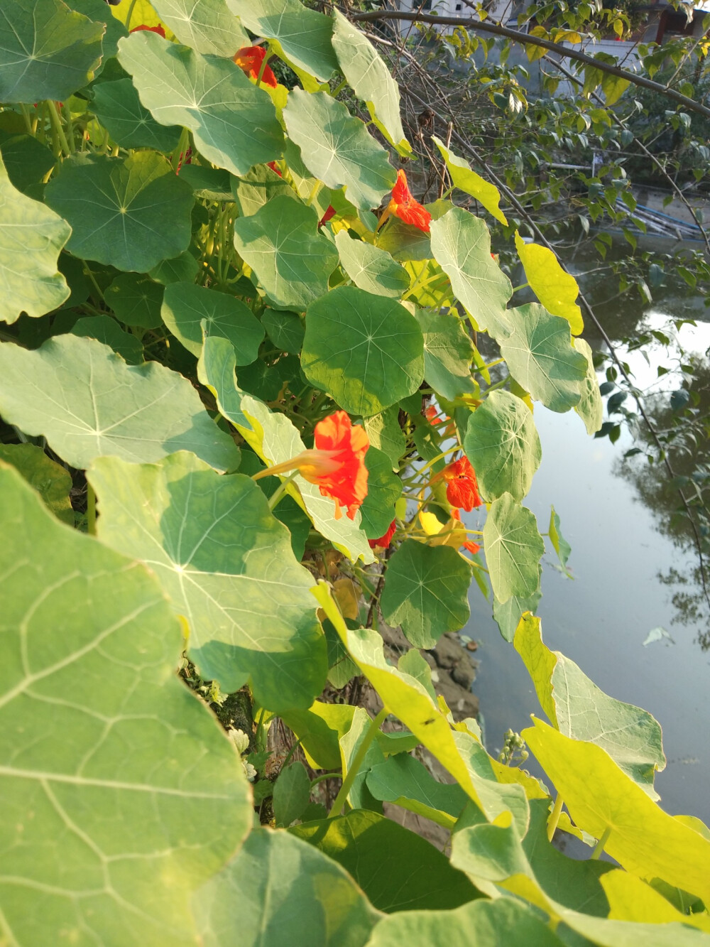 野牵牛花