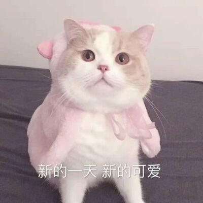 可爱猫猫撒娇表情包