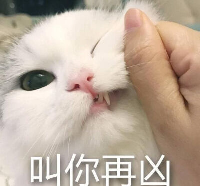 可爱猫猫撒娇表情包