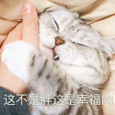 可爱猫猫撒娇表情包