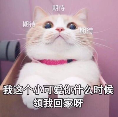 可爱猫猫撒娇表情包