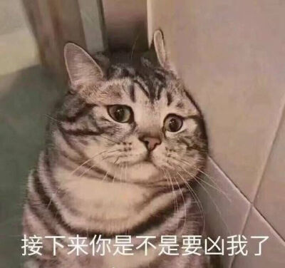 可爱猫猫撒娇表情包