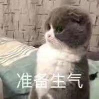 可爱猫猫撒娇表情包