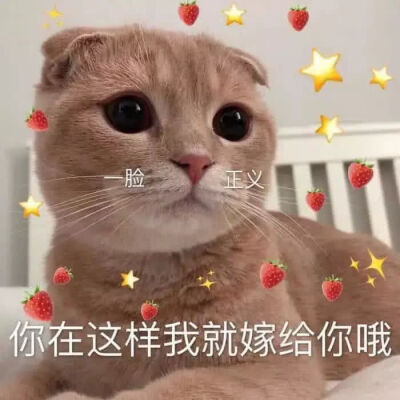 可爱猫猫撒娇表情包