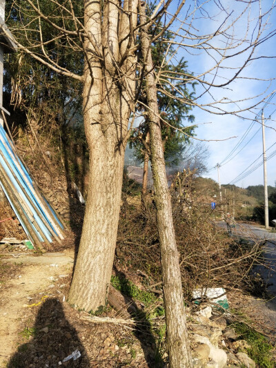 因为造马路，这个山坡要消失了包括这棵白果树，以前拍过它。在它被看下来前几分钟匆匆忙忙拍了几张，纪念