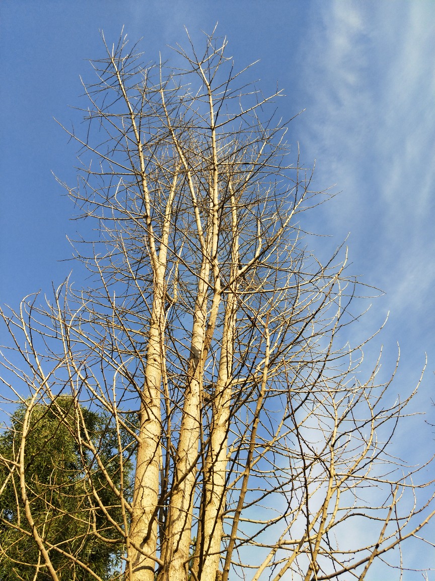 因为造马路，这个山坡要消失了包括这棵白果树，以前拍过它。在它被看下来前几分钟匆匆忙忙拍了几张，纪念