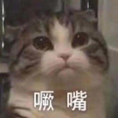 猫猫表情包 撒娇