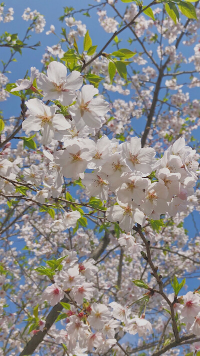 壁纸 樱花 