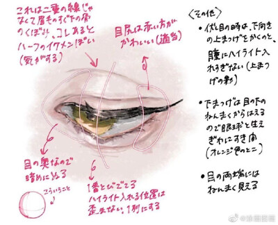 眼睛参考