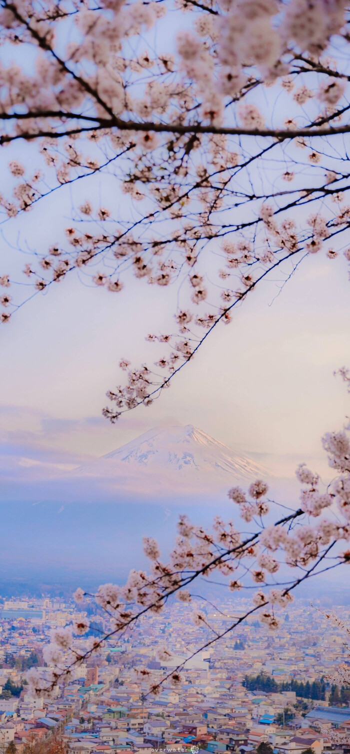 3/19
壁纸/风景壁纸/花